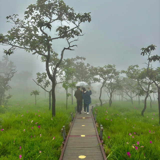 ทุ่งดอกกระเจียวกลางสายหมอก ฟีลเกาหลีมากกก 🌷🫶🏻