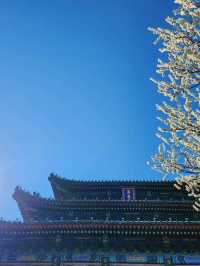 春日裡的景山公園，悄悄推薦選周末去！