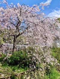 Spring Blossoms at Gifu Seiryu Satoyama Park