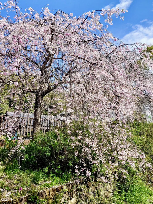Spring Blossoms at Gifu Seiryu Satoyama Park