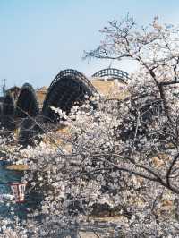 【おすすめ花見スポット】山口県の岩国錦帯橋
