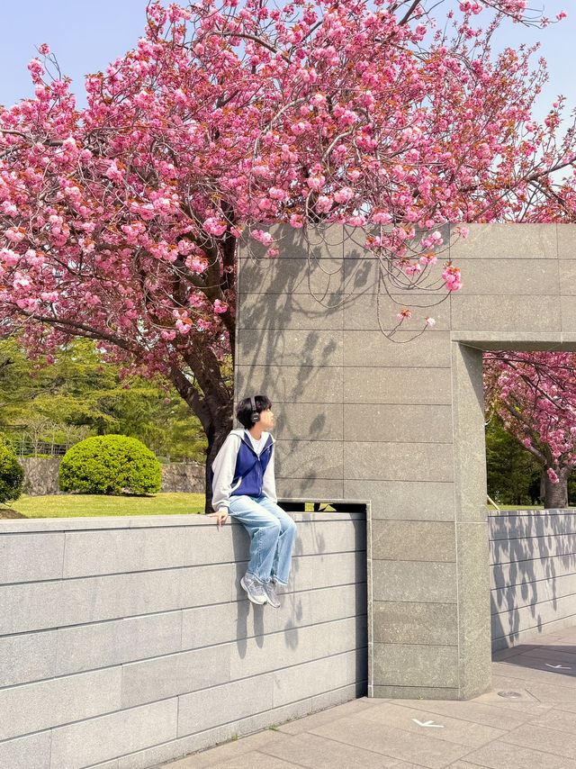 부산 유엔기념공원 겹벚꽃 만개 소식🇺🇳🌸