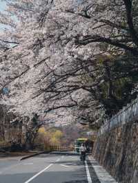 【山梨の花見スポット】河口湖にある富士御室浅間神社
