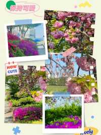 Yuseong Riverside Bloom: An April Day's Dream of Double Cherry Blossoms and Azaleas 🌸☀️