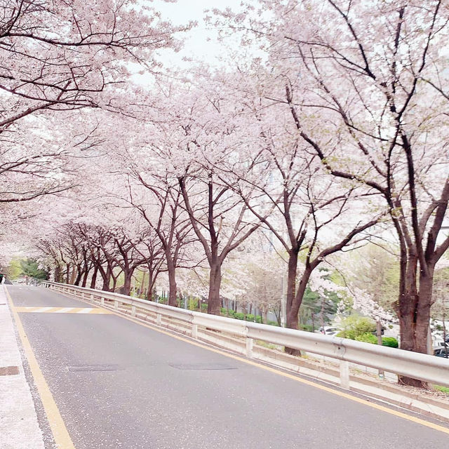 ❤️ 韓國。首爾｜道林川站 도림천역。賞櫻❤️