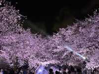 福岡城上視角🌸觀看舞鶴公園的夜櫻燈光秀👏🏻