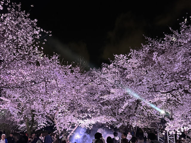 福岡城上視角🌸觀看舞鶴公園的夜櫻燈光秀👏🏻