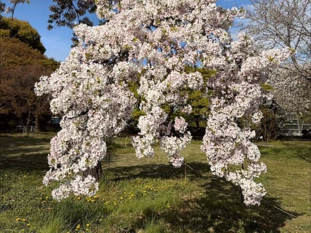 小石川植物園，東京大學附屬的賞櫻秘境