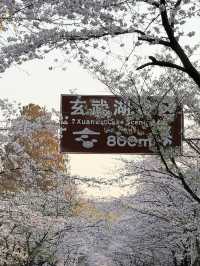 “Petals and Prayers: The Sacred Bloom of Jiming Temple”