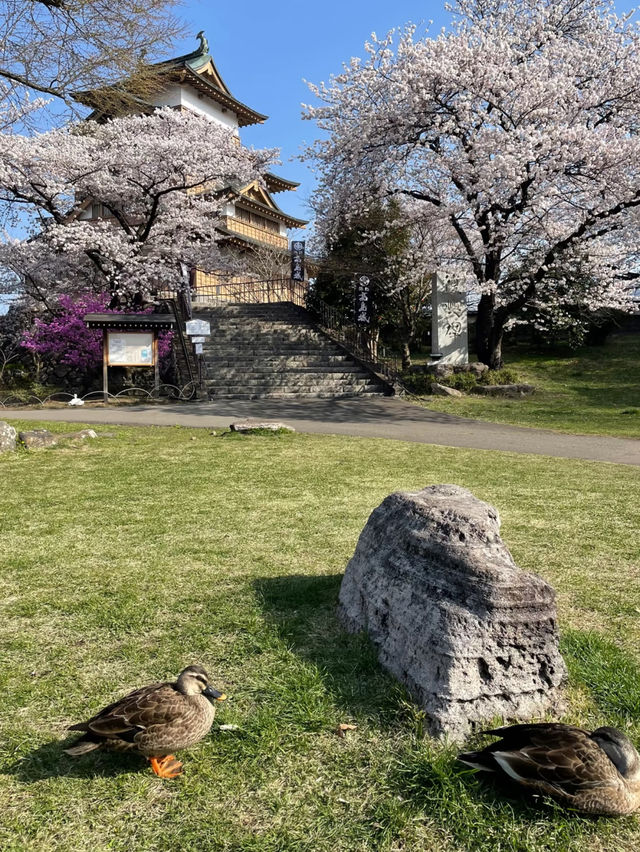 Spring Serenity at Takashima Castle, Suwa 🌸🏰