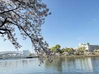 2025大阪毛馬櫻之宮公園沿河浪漫櫻花步道