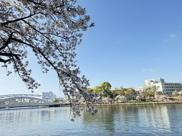 2025大阪毛馬櫻之宮公園沿河浪漫櫻花步道