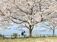 漫遊四國香川縣瀬戶內海紫雲出山賞櫻🌸