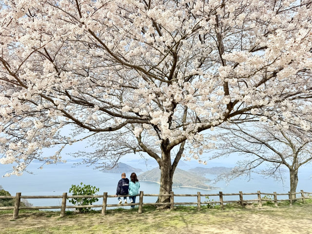漫遊四國香川縣瀬戶內海紫雲出山賞櫻🌸