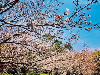 大牟田延命公園 |福岡鮮為人知的櫻花秘密