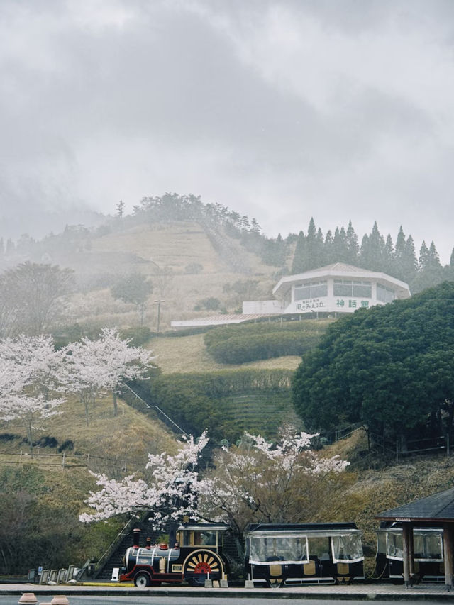 Blossoms and Bovine: Springtime at Takachiho Farm