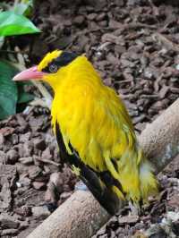 #鳳凰谷鳥園生態園區-南投縣鹿谷鄉