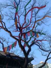 ✨💕Beautiful Jogyesa Temple✨💕Must Visit! 