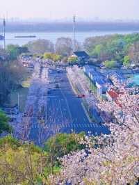 Cherry Blossoms at Guanyinmen, Nanjing
