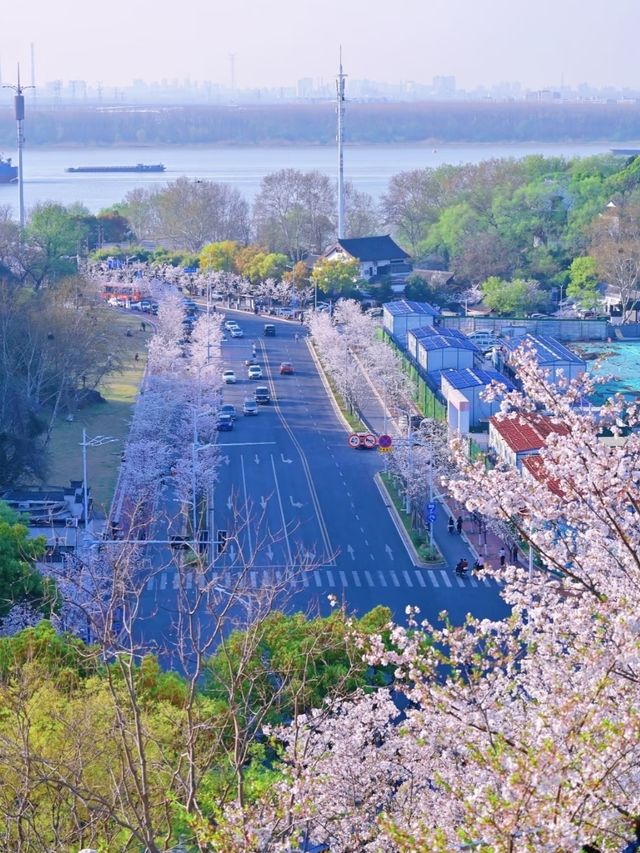 Cherry Blossoms at Guanyinmen, Nanjing