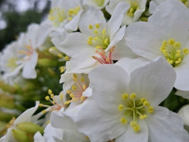 台灣苗栗三義的油桐花