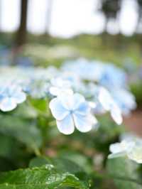 【茨城】これだけ多種多様の紫陽花を見たのは初めて！！