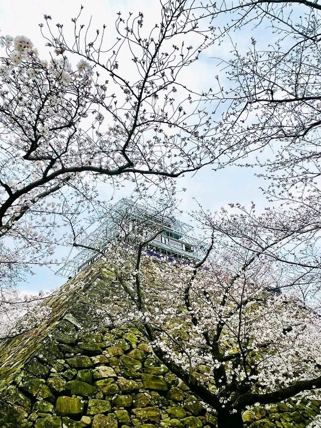 櫻花下修復後的福岡城跡