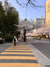 Springtime Magic in Nanchuan-dong: Cherry Blossom Delight