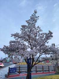 “White Whispers of Spring: Cherry Blossoms at Daejeon Station”