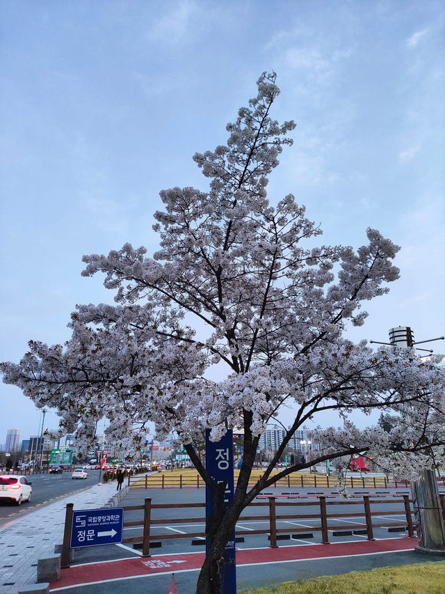 “White Whispers of Spring: Cherry Blossoms at Daejeon Station”