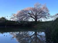 淺井一本櫻，福岡縣久留米遺世獨立的百年巨櫻