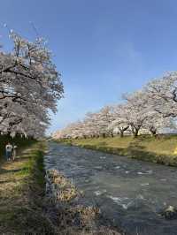 Nature’s Confetti with Cherry Blossom! 🌸 