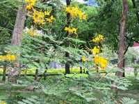 Yellow blooom at Benjakitti Park 