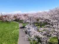 札幌近郊賞櫻秘境---豊平川桜の杜