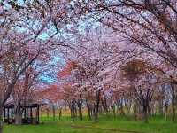 札幌近郊賞櫻秘境---豊平川桜の杜