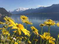 Montreux มงเทรอ ประเทศสวิสเซอร์แลนด์