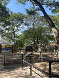 สวนอูฐ ชะอำ (Camel Republic) 🐫🦜