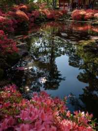 🌸April–May Azalea Season in Japan | Dreamy Hidden Flower Spots