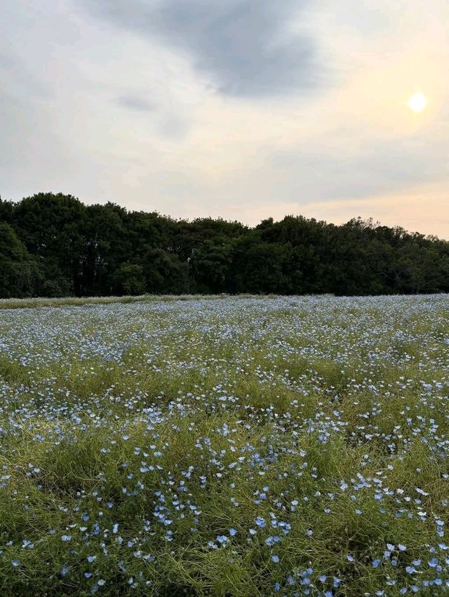 Just Pure Flower Happiness