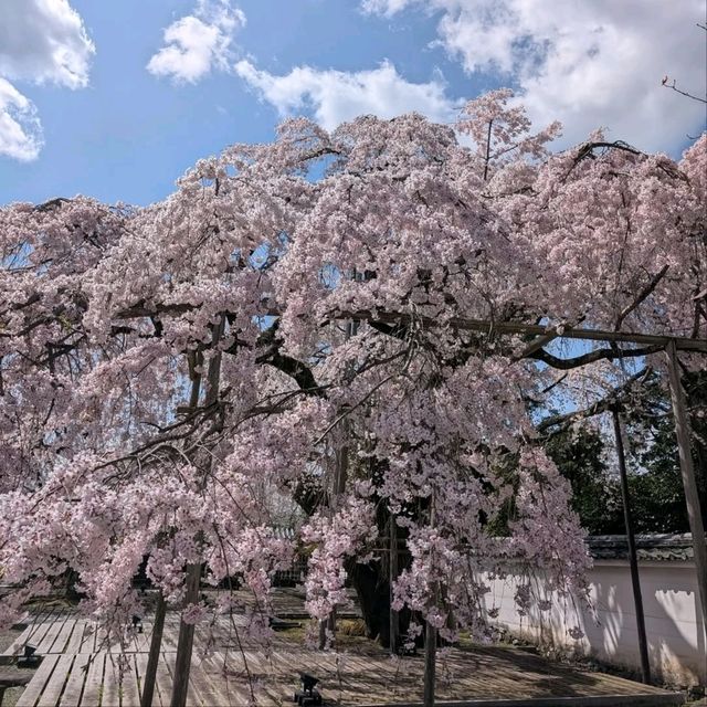 Temple that Big, Chill, and Super Scenic