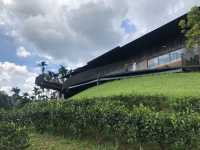 鹿篙咖啡莊園｜日月潭旁的山丘秘境，品味台灣在地咖啡與茶香 