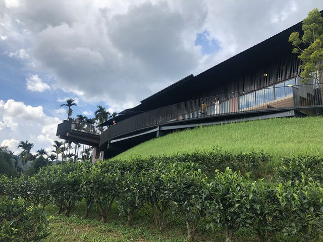 鹿篙咖啡莊園｜日月潭旁的山丘秘境，品味台灣在地咖啡與茶香 