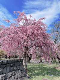 2025五月北海道獨遊追櫻之旅🌸 - 第三彈