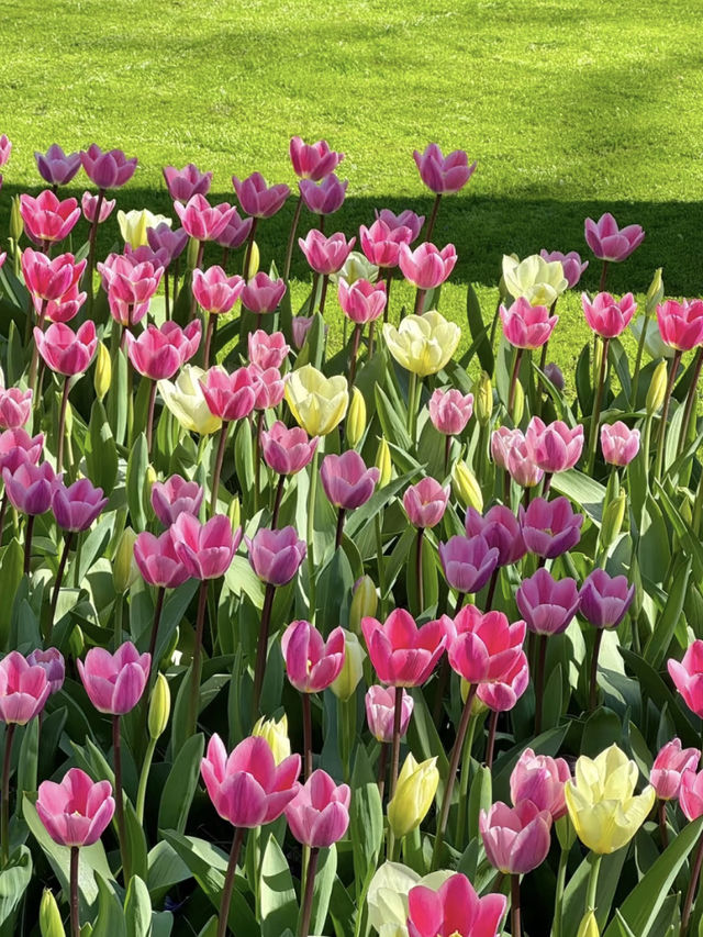 🌷Springtime in Amsterdam — An Unexpected Crush!☀️🚲