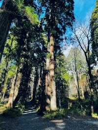 Spring Hike, Step Into a Sacred Forest