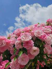 Incheon: Korea’s Coastal Gateway in Full Bloom