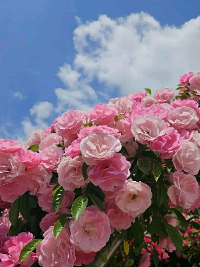 Incheon: Korea’s Coastal Gateway in Full Bloom
