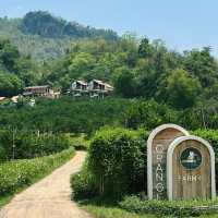 คาเฟ่ อาข่า พามิโอ้ (Akha PhamiO) : ดอยผาหมี