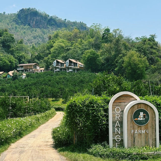คาเฟ่ อาข่า พามิโอ้ (Akha PhamiO) : ดอยผาหมี