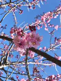 Cherry Blossom Magic in Taichung — Spring in Full Bloom